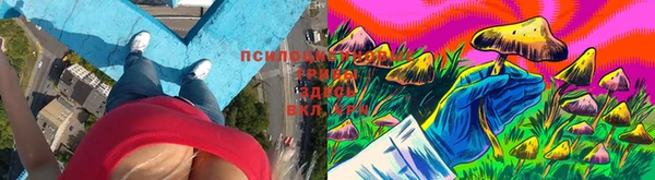 хмурый Магас